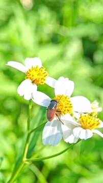 Macro close up of a hoverfly (Syrphidae) resting on a white wildflower with yellow center, highlighting insect details and natural pollination behavior.