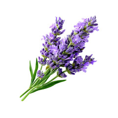 Obraz premium Close-up of a vibrant bunch of lavender blossoms. Deep purple flowers cluster on stems with bright green leaves. Isolated against a black background