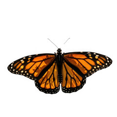 Fototapeta premium Monarch butterfly with wings spread wide detailed close-up photography nature insect isolated on transparent background