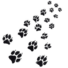 Fototapeta premium Black animal paw prints creating a walking trail path.