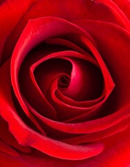 Close-up of vibrant red rose petals