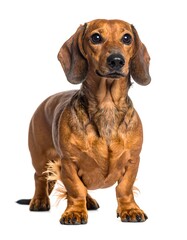 Dachshund portrait against white