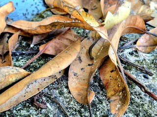 Close-up of Fallen Autumn Leaves