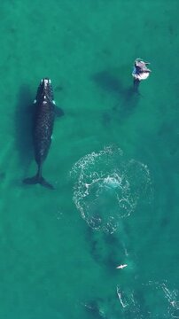 baby whale and mom jumping 