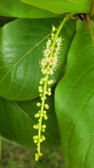 White and pink flowers of the almond tree