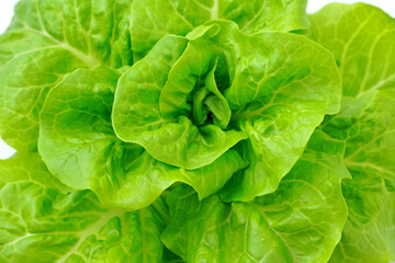 Obraz premium Fresh, vibrant green lettuce leaves, perfect for healthy eating.