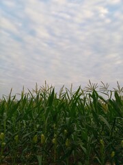 Fototapeta premium corn field against blue sky