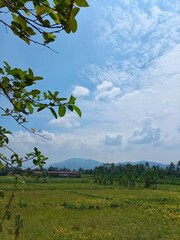 tree in the field with mountain