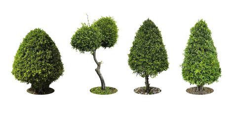 Collection Pruning trees, ornamental plants trees and bonsai of shrubs or bushes for garden decoration. (bush, shrub) On white background. (png) Total 4 trees.