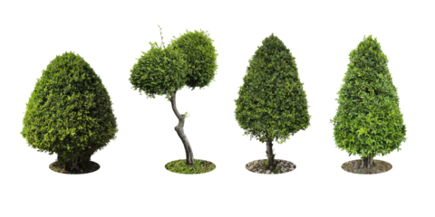 Collection Pruning trees, ornamental plants trees and bonsai of shrubs or bushes for garden decoration. (bush, shrub) On white background. (png) Total 4 trees.