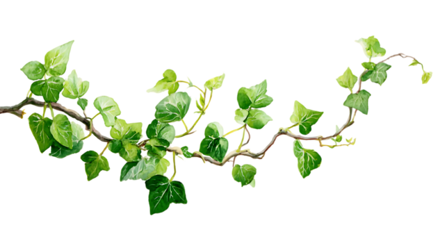 Green ivy vine with twisting stems isolated on white background. 