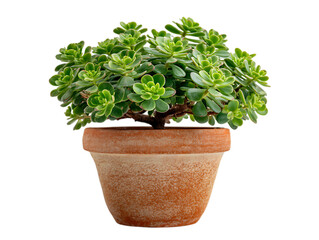 Fototapeta premium Green Jade Plant in Terracotta Pot on white background. 