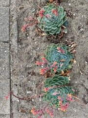 Green echeveria succulent plant with bright red yellow flowers