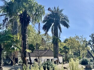 Tall tropical palm trees with green leaves under clear blue summer sky