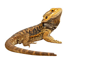 Naklejka premium Side Profile Bearded Dragon Resting on Rock, natural pose, isolated PNG