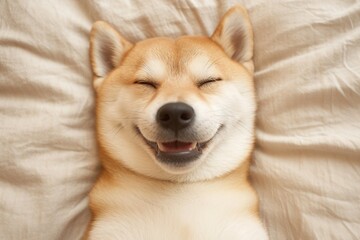A happy Shiba Inu dog sleeps peacefully on a soft, beige bed, displaying a joyful smile and closed eyes.