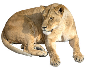 Obraz premium Resting Lioness, Top-Down Angle, Peaceful Pose, Isolated