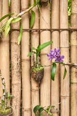 Purple orchid growing on rustic bamboo fence in natural outdoor setting with green leaves.