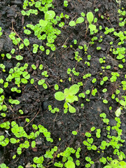 green plant in the garden