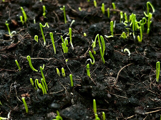 young green sprouts