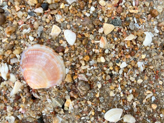 seashells on the beach