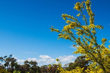 tree in the sky