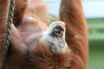 Orang-Utan