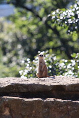 Erdmännchen (Suricata suricatta)