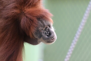 Orang-Utan