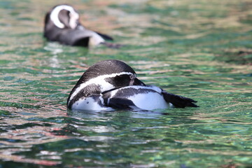 Humboldt-Pinguin (Spheniscus humboldti)