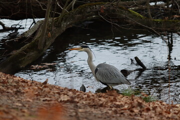 Graureiher (Ardea cinerea)