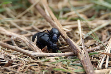 Schwarzblauen Ölkäfer (Meloe proscarabaeus)