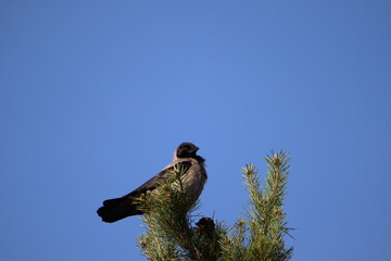 Nebelkr&auml;he (Corvus cornix)