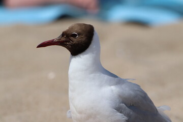 Lachmöwe (Chroicocephalus ridibundus)