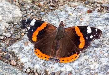 Admiral (Vanessa atalanta)