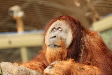 Orang-Utan