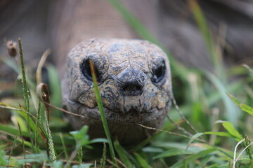 Riesenschildkr&ouml;te