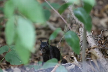 Grauh&ouml;rnchens (Eastern Gray Squirrel). 