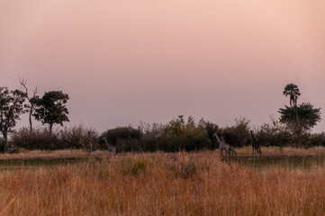 Telephoto of Angolan Giraffe - Giraffa giraffa angolensis- roaming the Okavango Delta in Botswana...