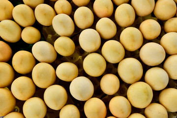 Yunnan Mango, China