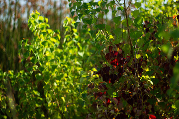 Fototapeta premium Vibrant Green and Red Foliage Flourishing Under Bright Sunlight in a Lush Garden Setting