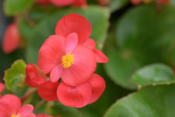 Close-up of a bright red begonia flower with soft petals and a yellow center, set against lush green leaves in the background.