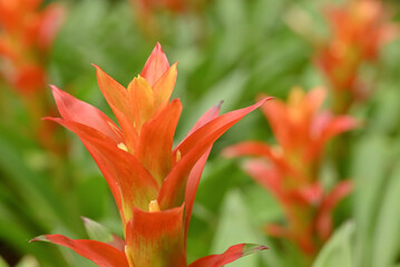 Close-up of a vibrant orange bromeliad flower with pointed petals and a bright yellow center, standing out against a soft green blurred background.