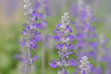 A close-up of a vibrant blue salvia flower spike, showcasing its delicate individual blossoms and fuzzy texture, against a softly blurred green and purple background.