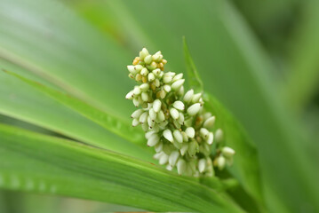 A close-up of white Xiphidium caeruleum flower buds clustered on a green stalk, framed by long, narrow leaves in gentle natural light.