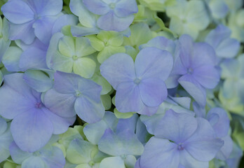 A close-up of delicate blue and pale green hydrangea blossoms, showcasing their soft petals and natural gradient hues in gentle light.