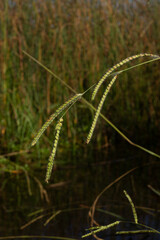 Wild Grasses Gracefully Bend Near a Tranquil Water Surface in a Serene Natural Habitat During the Golden Hour of Sunset