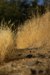 Path Winding Through Golden Grasslands Under Clear Blue Sky on a Sunny Day