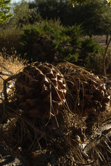 Pine Cones Resting on Dry Earth Under Sunlight in a Natural Setting During Late Afternoon Hours