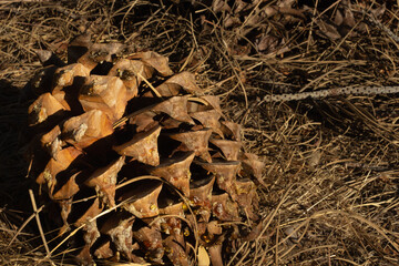 Large Pine Cone Rests on Dry Grass Surrounded by Fallen Leaves During a Sunny Autumn Day